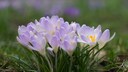 Spring crocuses are considered mildly toxic.