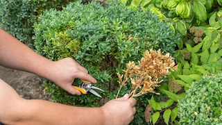 Brown spots may indicate boxwood blight