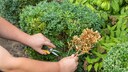 Brown spots may indicate boxwood blight