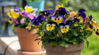 Whether it's horned violets or pansies, both plants are perfect for the balcony or garden in early spring.