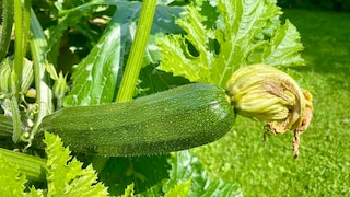 To ensure zucchini thrive, it's important to pay attention to certain factors when starting them indoors.
