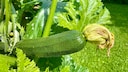 To ensure zucchini thrive, it's important to pay attention to certain factors when starting them indoors.