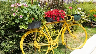 Old bicycles can be wonderfully integrated into the garden ambiance with the right flowers.