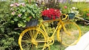 Old bicycles can be wonderfully integrated into the garden ambiance with the right flowers.