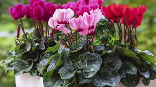 To ensure beautiful blooms next season, it's important to avoid a common care mistake.