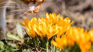 Crocuses and Other Early Bloomers Can Be Dangerous for Pets