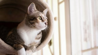 Cat Tree Apartment
