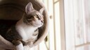 Cat Tree Apartment