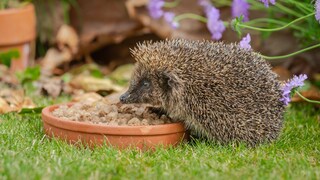 Feeding Hedgehogs in the Garden