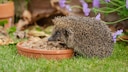 Feeding Hedgehogs in the Garden