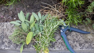 One should always harvest only as many herbs as are actually needed.