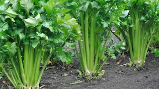 Celery is a popular vegetable. Growing it can be a bit tricky.