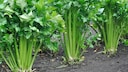 Celery is a popular vegetable. Growing it can be a bit tricky.