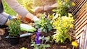 Cut Flower Bed
