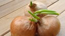 sprouting onion