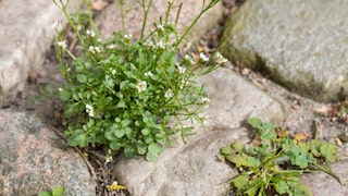 Hairy bittercress can grow almost anywhere