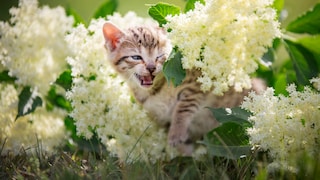 Attention, hobby gardeners! Many popular plants can be dangerous for cats.