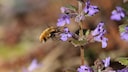 Gundermann is particularly bee-friendly because it develops flowers early in the year.
