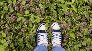Surely, each of us has stood in a bed of purple dead-nettles at some point.