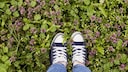 Surely, each of us has stood in a bed of purple dead-nettles at some point.