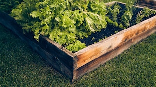 Square foot gardening is gaining popularity among those with limited space.
