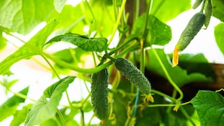 With a few tricks, you can speed up cucumber growth.