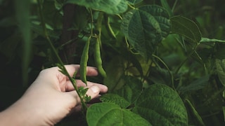 When growing pole beans, there are a few things to keep in mind.