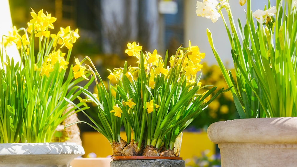 In spring, potted daffodils are a popular gift. Should you dig them up once they've bloomed?