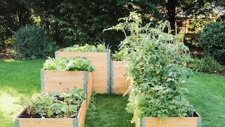 Raised beds can vary in height.