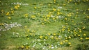 Dandelions are considered indicator plants in lawns.