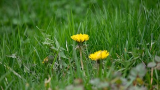 If dandelions grow on the lawn in the garden, a weed puller is particularly effective for removing the plant.