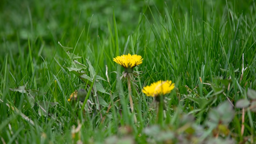 If dandelions grow on the lawn in the garden, a weed puller is particularly effective for removing the plant.