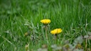 If dandelions grow on the lawn in the garden, a weed puller is particularly effective for removing the plant.