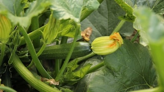 Mistakes When Planting Zucchini