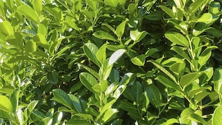As a hedge plant, the cherry laurel is very popular, but there are better alternatives.