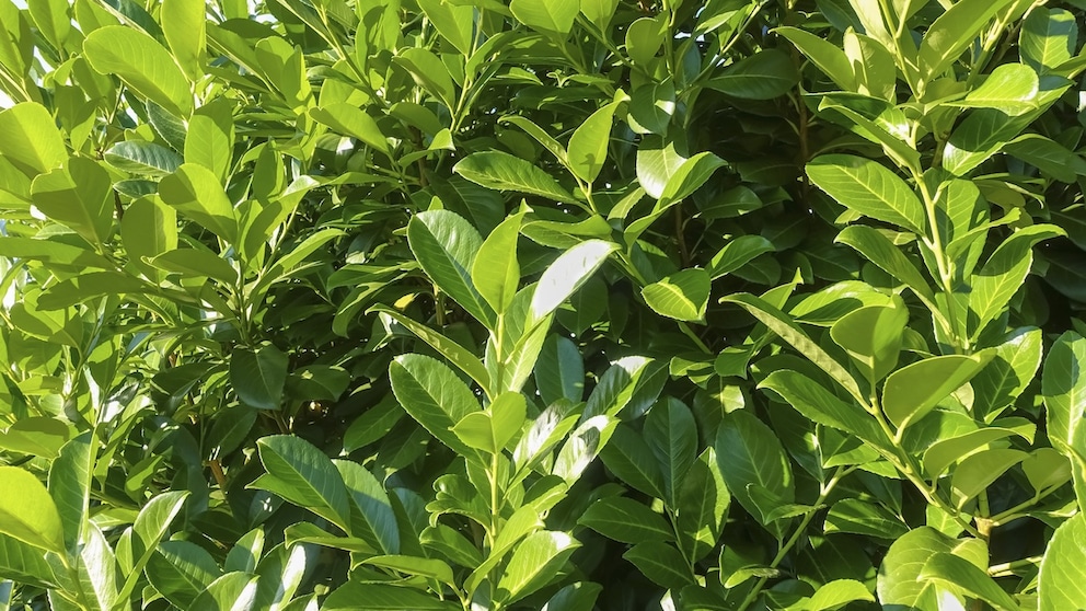 As a hedge plant, the cherry laurel is very popular, but there are better alternatives.