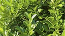 As a hedge plant, the cherry laurel is very popular, but there are better alternatives.