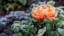 The Ice Saints can have serious consequences for our plants.