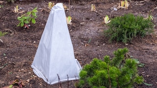 Protect your plants adequately from late frosts.