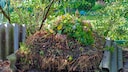 Compost offers numerous benefits for the soil, but mistakes can easily occur when setting it up.