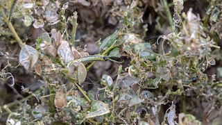 A Trash Bag to Combat the Box Tree Moth: Does It Really Work?