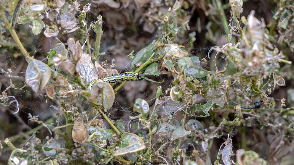 A Trash Bag to Combat the Box Tree Moth: Does It Really Work?