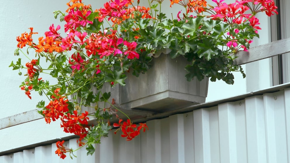 Upright geraniums can be beautifully arranged into a bouquet.