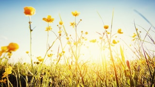 According to a farmer's proverb, a sunny Pentecost festival is said to predict a fruitful year.