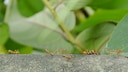Using home remedies, ants can be gently and effectively driven away from the raised bed.