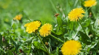 Dandelion