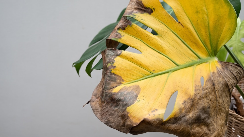 Improper Care Leads to Leaf Discoloration in Monstera Plants