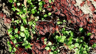 The patterns of firebugs can exhibit many different variations.