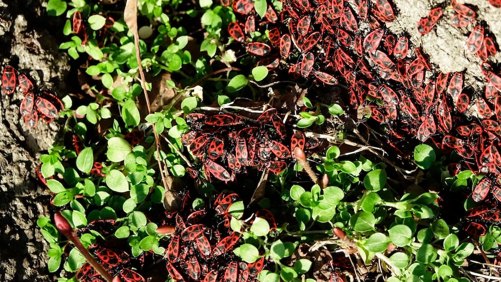 The patterns of firebugs can exhibit many different variations.
