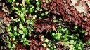 The patterns of firebugs can exhibit many different variations.